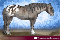 Horse Color:Liver Red Onyx Ice Appaloosa 