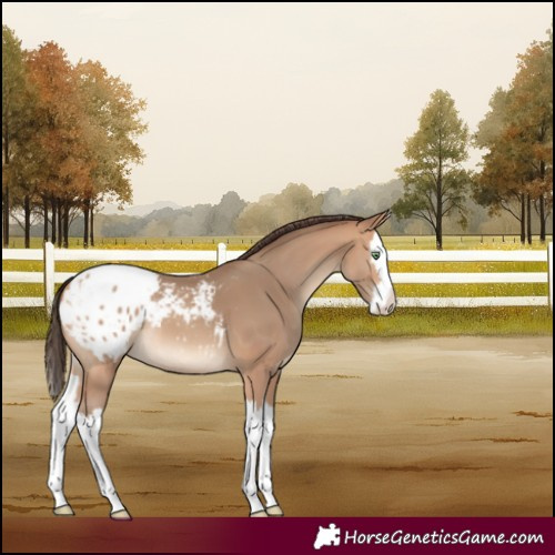 Horse Color:Amber Champagne Splash Appaloosa 