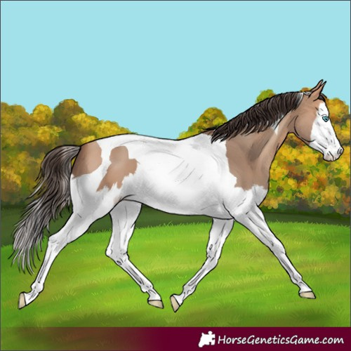 Horse Color:Amber Champagne Splash Tobiano