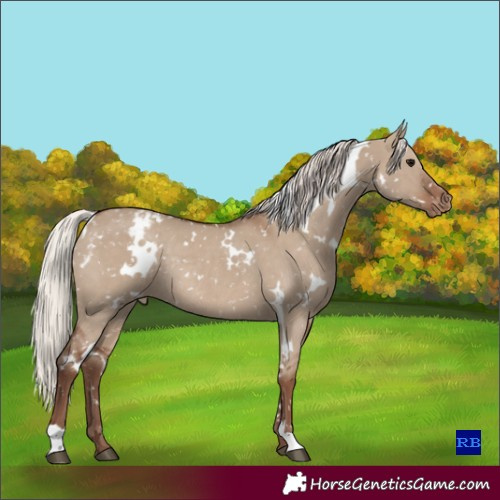 Horse Color:White Spotted Silver Grullo Appaloosa Rabicano