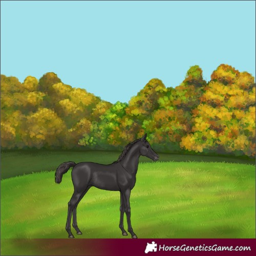 Horse Color:Smoky Black Varnish Rabicano