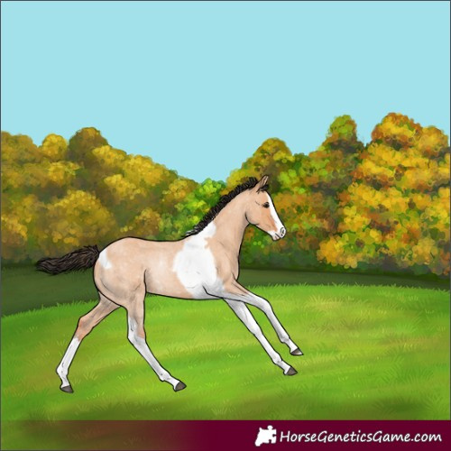 Horse Color:Bay Roan Dun Splash Tobiano 
