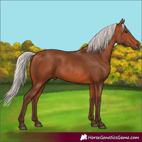 Horse Color:Silver Bay 