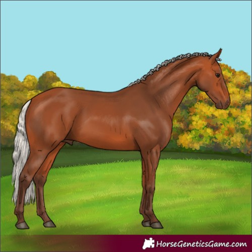 Horse Color:Silver Bay 