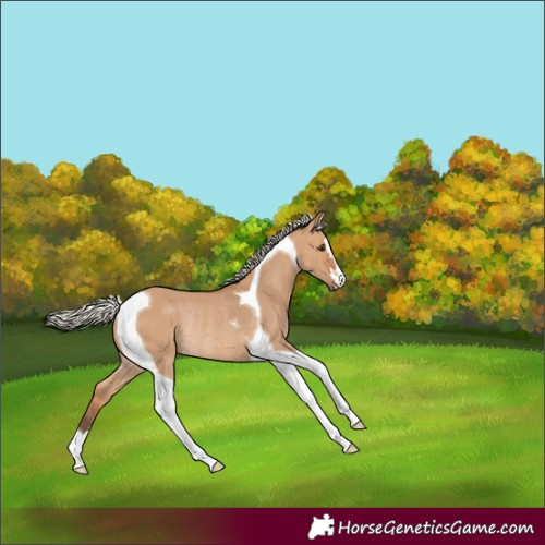 Horse Color:Silver Bay Dun Tobiano Rabicano 