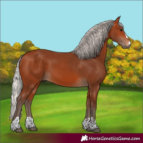 Horse Color:Silver Bay 