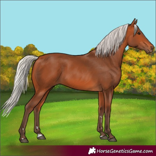 Horse Color:Silver Bay 