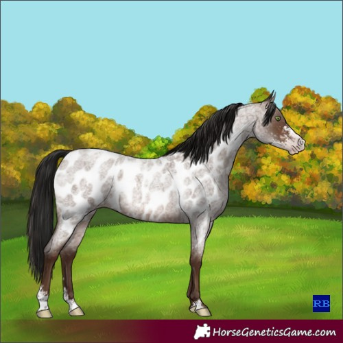 Horse Color:Gray Sable Champagne Roan Sabino Appaloosa
