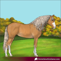 Horse Color:Palomino 