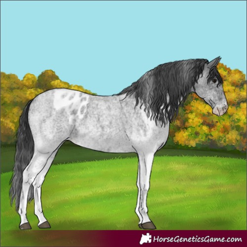 Horse Color:White Spotted Blue Roan Rabicano  and White Spotted Blue Roan Appaloosa Rabicano 