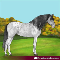 Horse Color:White Spotted Blue Roan Rabicano and White Spotted Blue Roan Appaloosa Rabicano