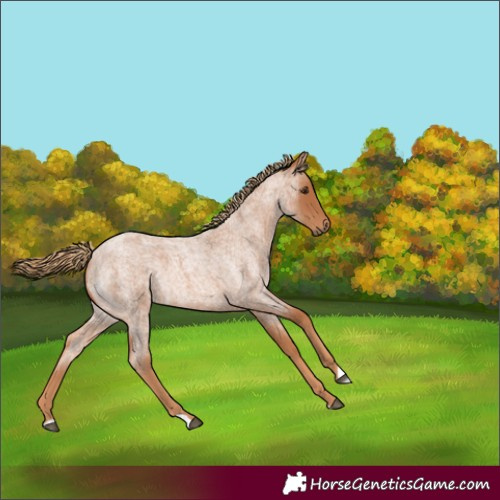 Horse Color:Red Roan Rabicano 