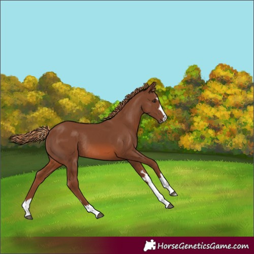 Horse Color:Chestnut Rabicano 
