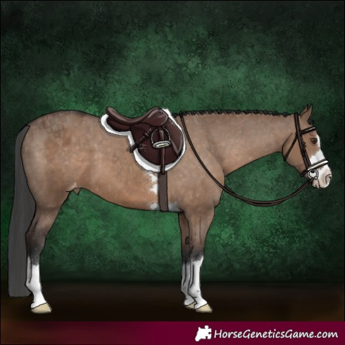 Horse Color:Liver Red Dun Appaloosa 