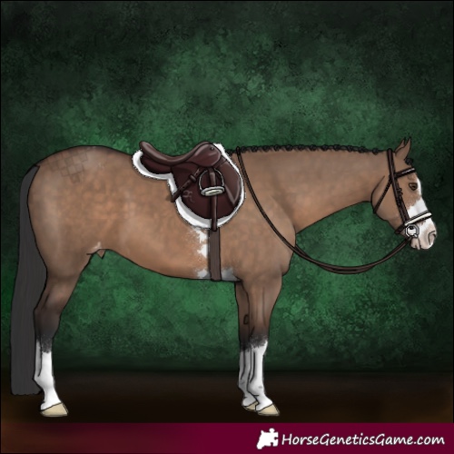 Horse Color:Liver Red Dun Appaloosa