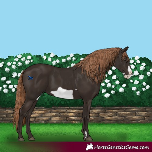 Horse Color:Liver Chestnut  and Liver Chestnut Frame 