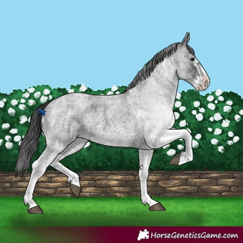 Horse Color:White Spotted Blue Roan Rabicano  and White Spotted Blue Roan Splash Rabicano 