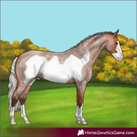 Horse Color:Silver Bay Roan Frame 