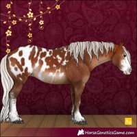 Horse Color:Silver Bay Sabino Appaloosa Rabicano 