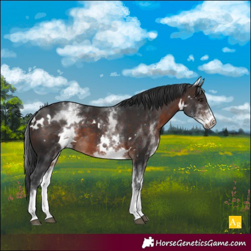 Horse Color:White Spotted Brown 