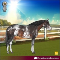 Horse Color:White Spotted Brown 