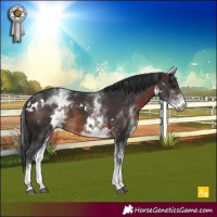 Horse Color:White Spotted Brown 
