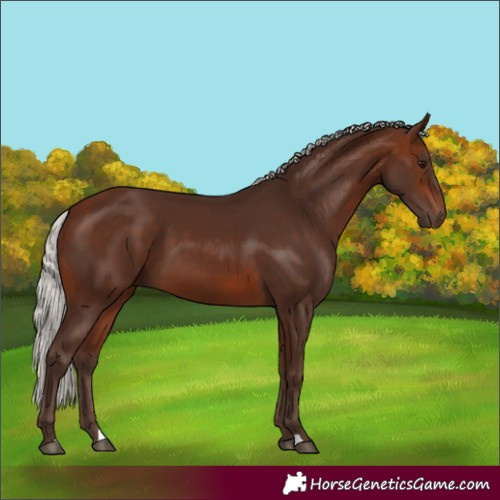 Horse Color:Silver Brown 