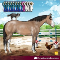 Horse Color:Bay Dun Sabino