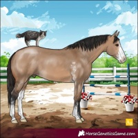 Horse Color:Bay Dun Sabino 