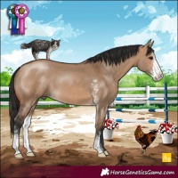 Horse Color:Bay Dun Sabino