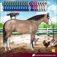 Horse Color:Bay Dun Sabino 