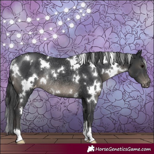 Horse Color:White Spotted Black Appaloosa Rabicano 