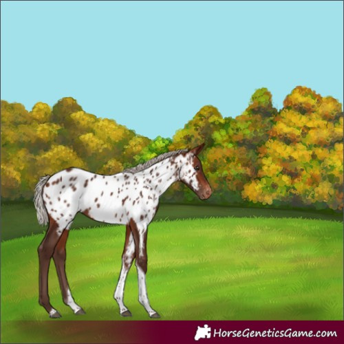 Horse Color:Silver Brown Tobiano Appaloosa 