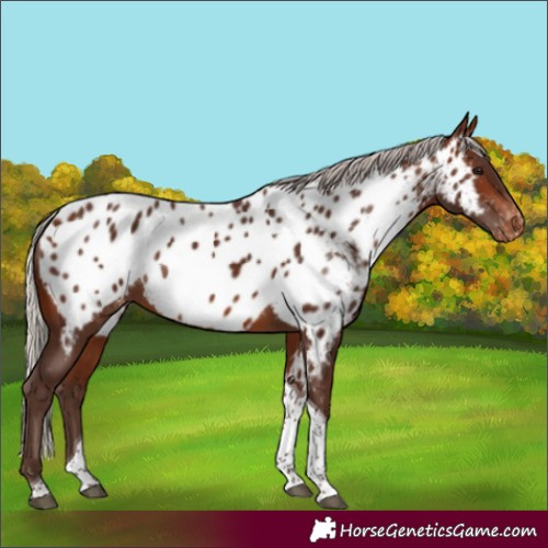 Horse Color:Silver Brown Tobiano Near Leopard 