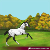 Horse Color:Gray Brown Appaloosa