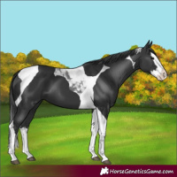 Horse Color:Black Splash Tobiano 