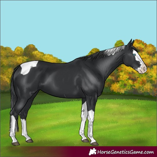 Horse Color:Black Splash Tobiano 