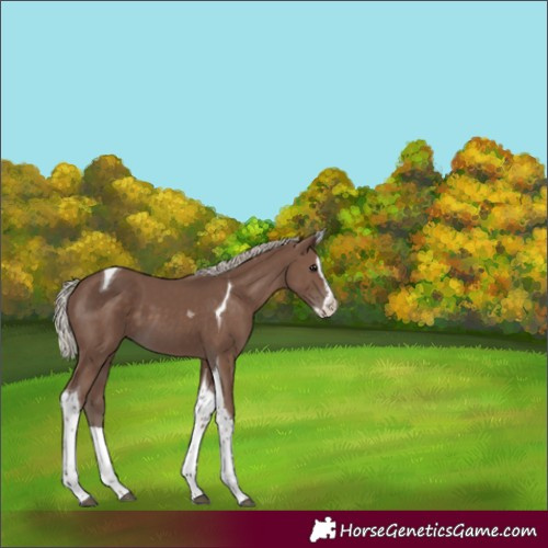 Horse Color:Silver Black Splash Tobiano 