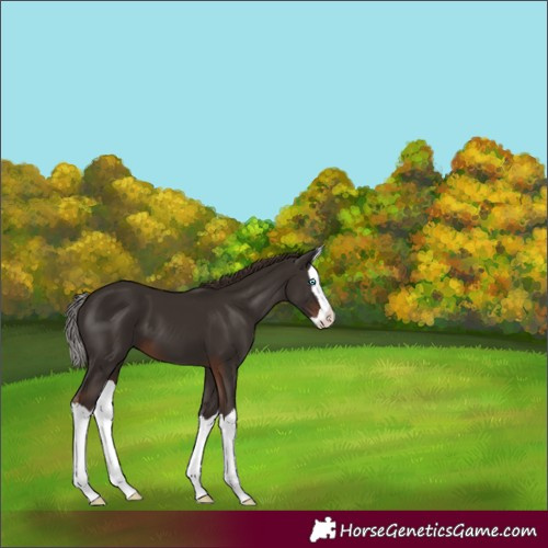 Horse Color:Liver Chestnut Splash 