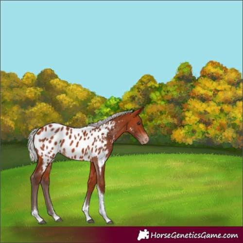 Horse Color:Silver Bay Tobiano Appaloosa