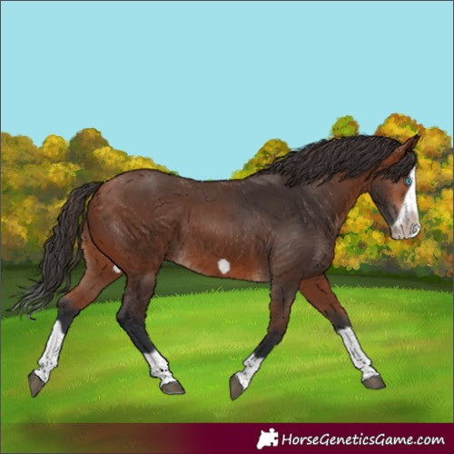 Horse Color:Bay Splash Frame