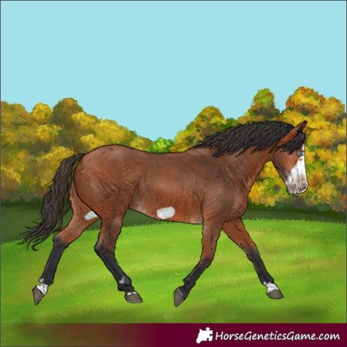 Horse Color:Bay Splash Frame 