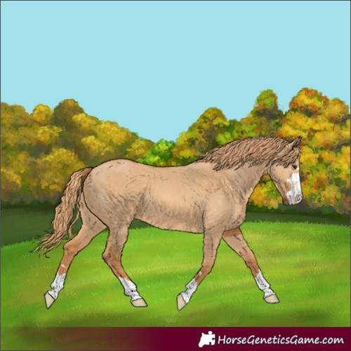 Horse Color:Red Dun