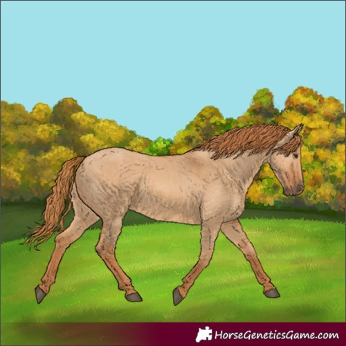 Horse Color:Red Dun 