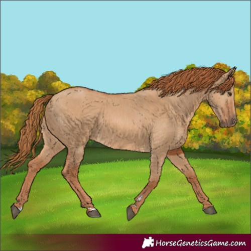 Horse Color:Red Dun