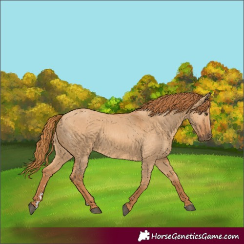 Horse Color:Red Dun 
