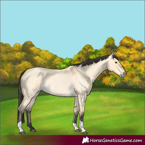 Horse Color:Buckskin Roan Dun Tobiano