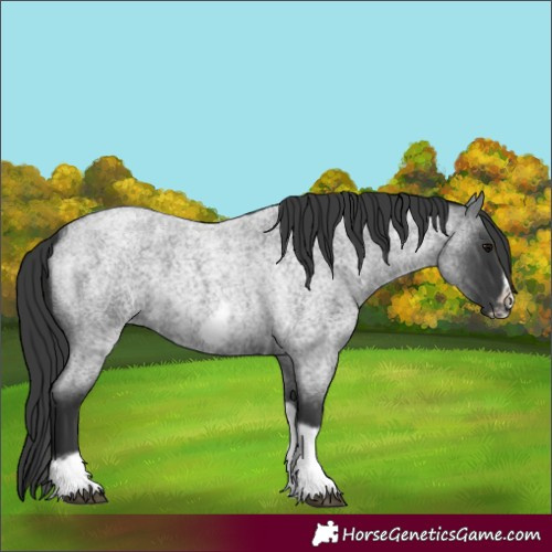 Horse Color:Blue Roan Tobiano Frame 