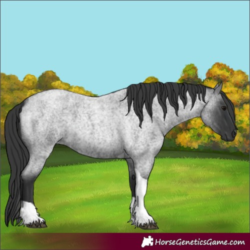 Horse Color:Blue Roan Tobiano 