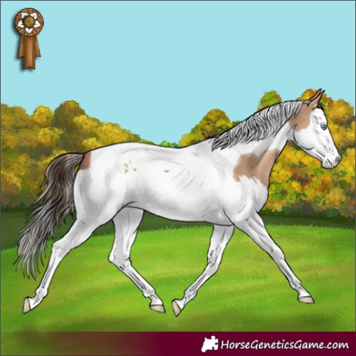 Horse Color:Amber Champagne Splash Tobiano 